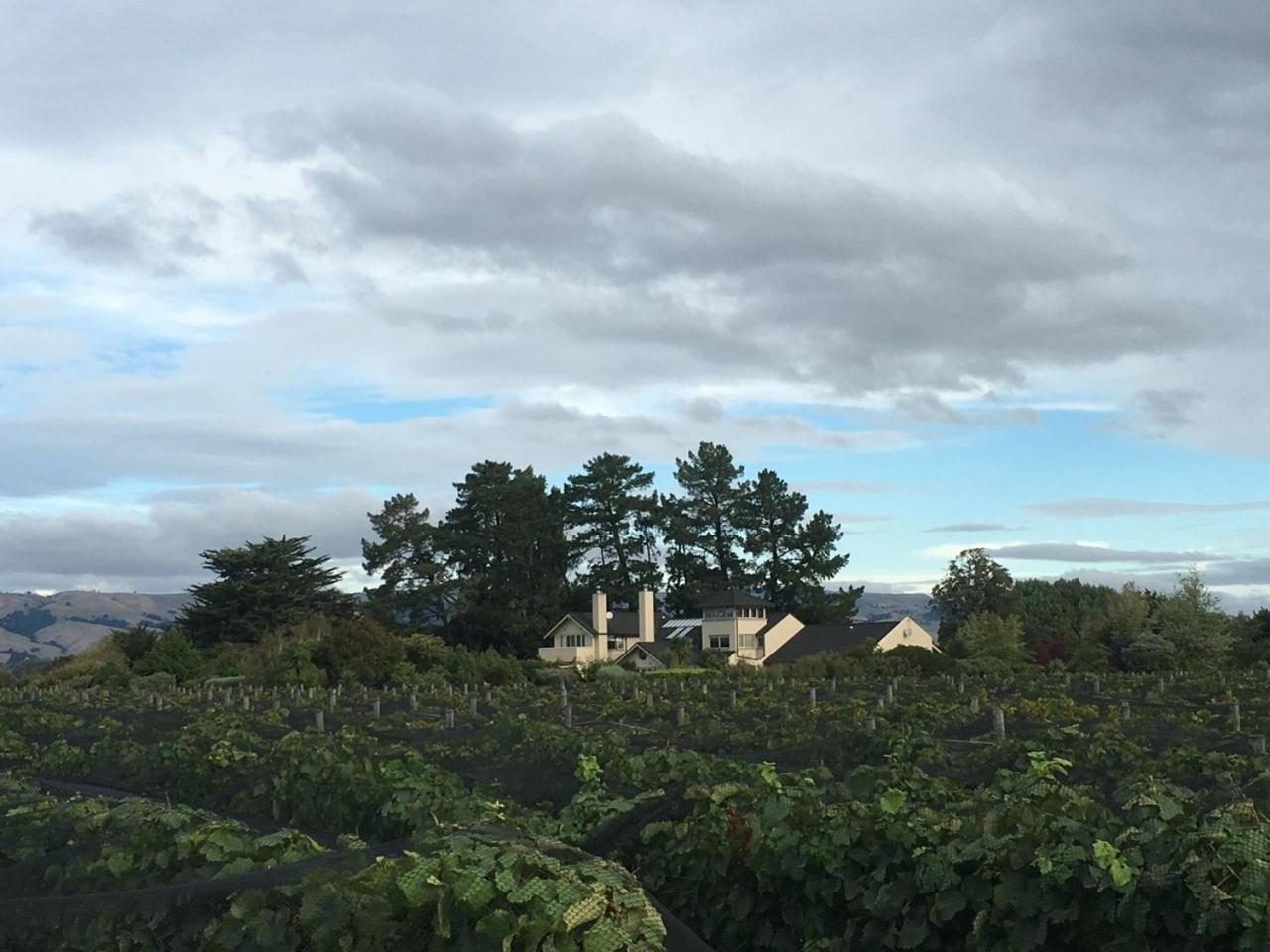 Nga Pari Vineyard photo 3