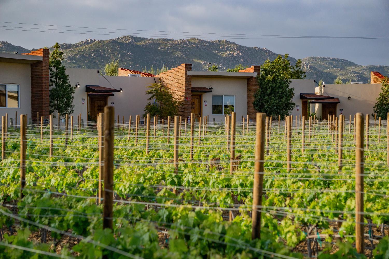 Hotel with winery - OJO AZUL RESORT