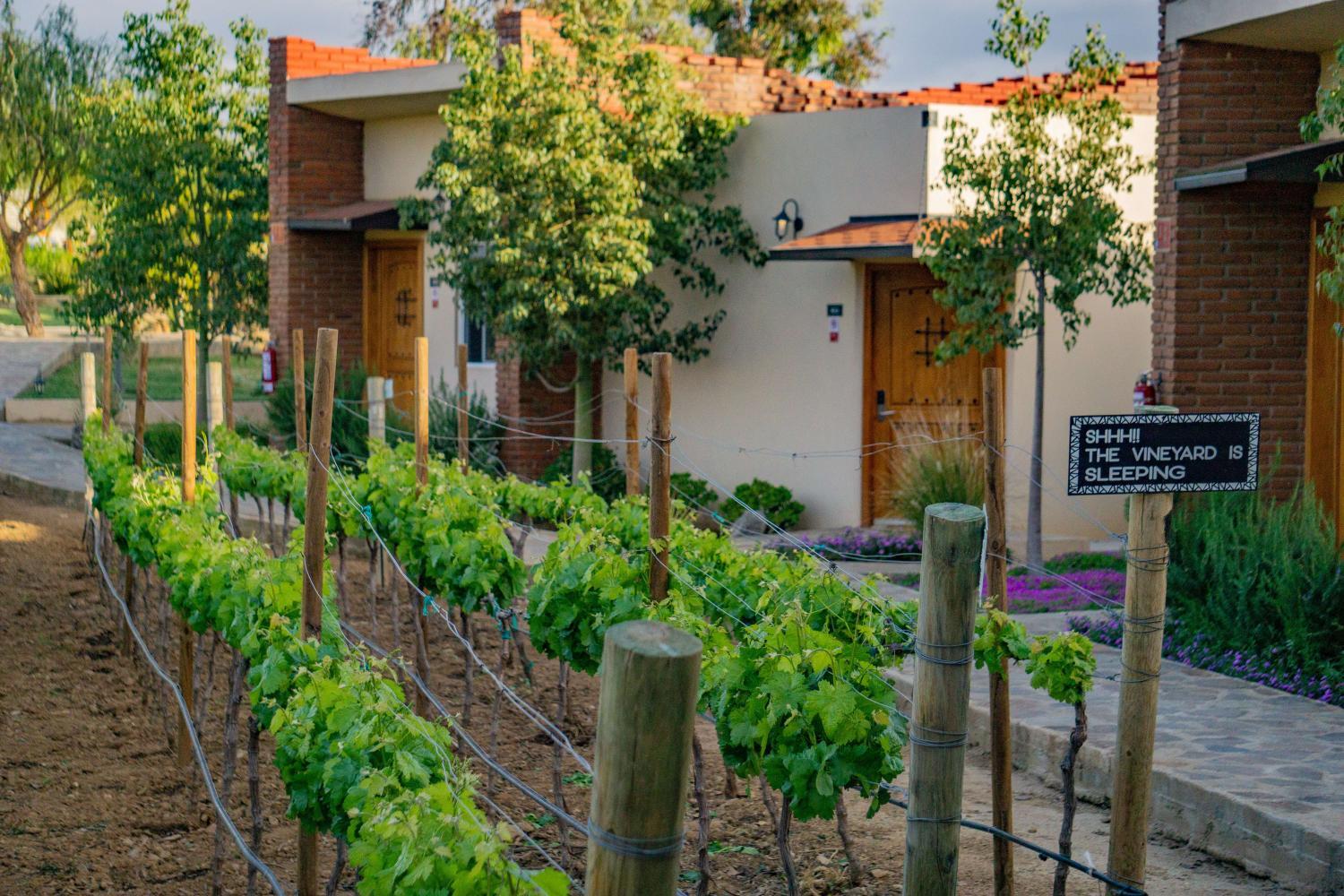 Winery Hotel - OJO AZUL RESORT3