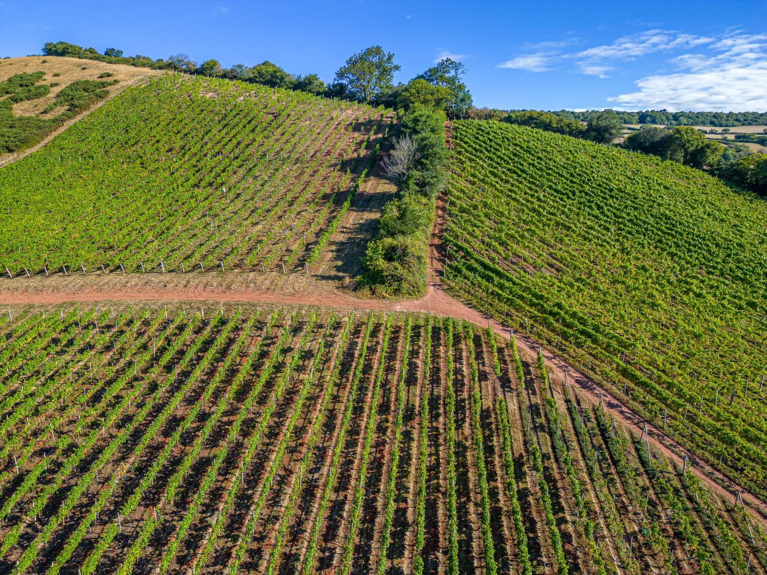 Winery Hotel - Old Walls Vineyard3