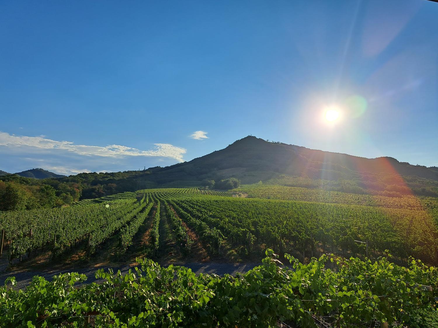 Posestvo Rouna - winery and apartments photo 1