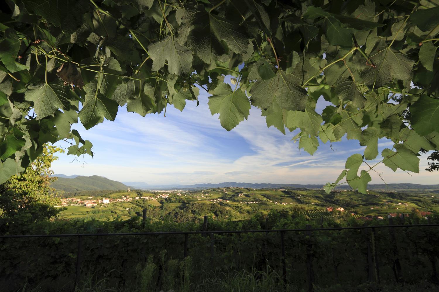 Winery Hotel - Pri Marjotu3