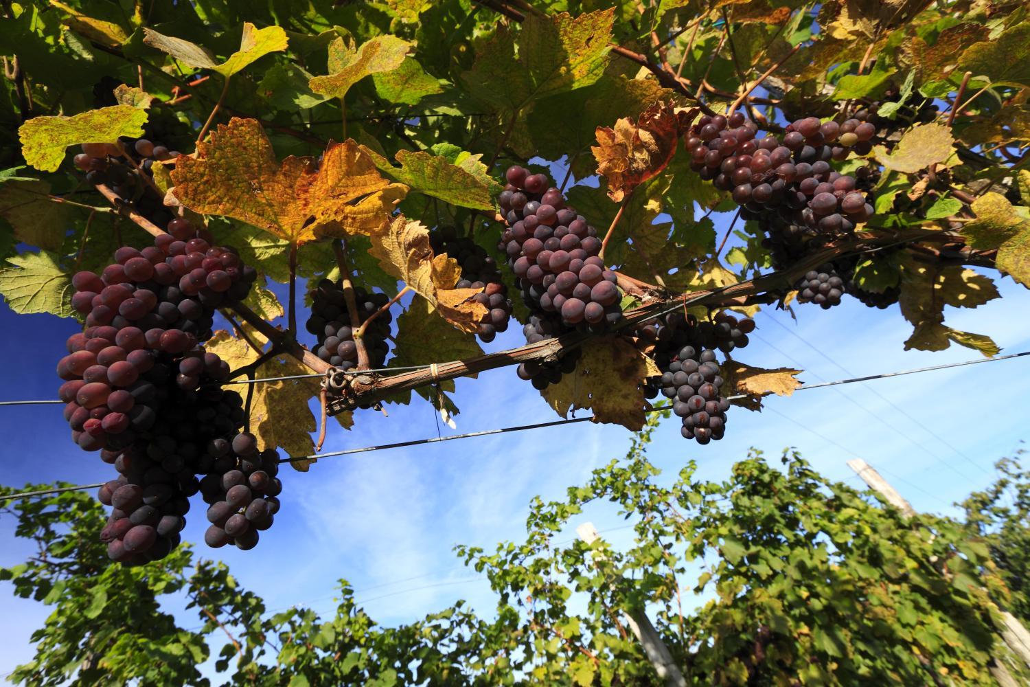 Winery Hotel - Pri Marjotu4