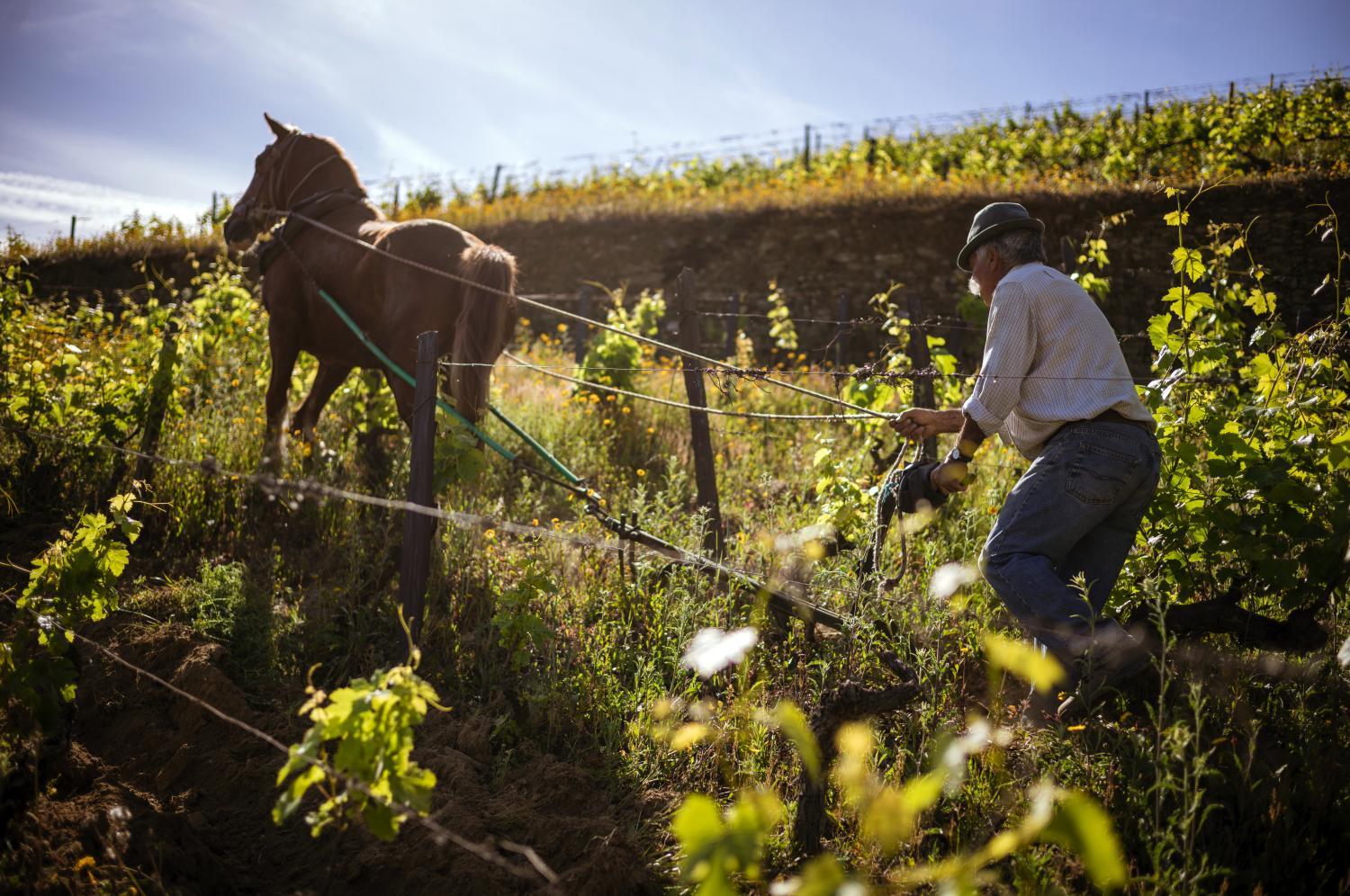 Winery Hotel - Quinta da Côrte4