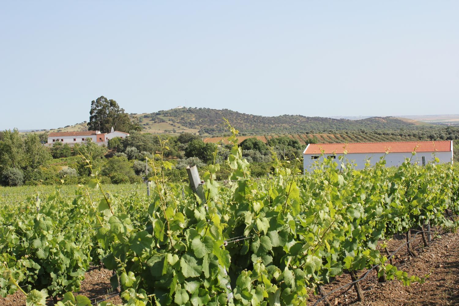 Winery Hotel - Quinta das Ratoeiras3