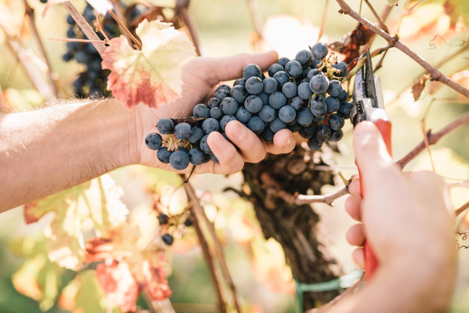 Winery Hotel - Relais Roncolo 18883