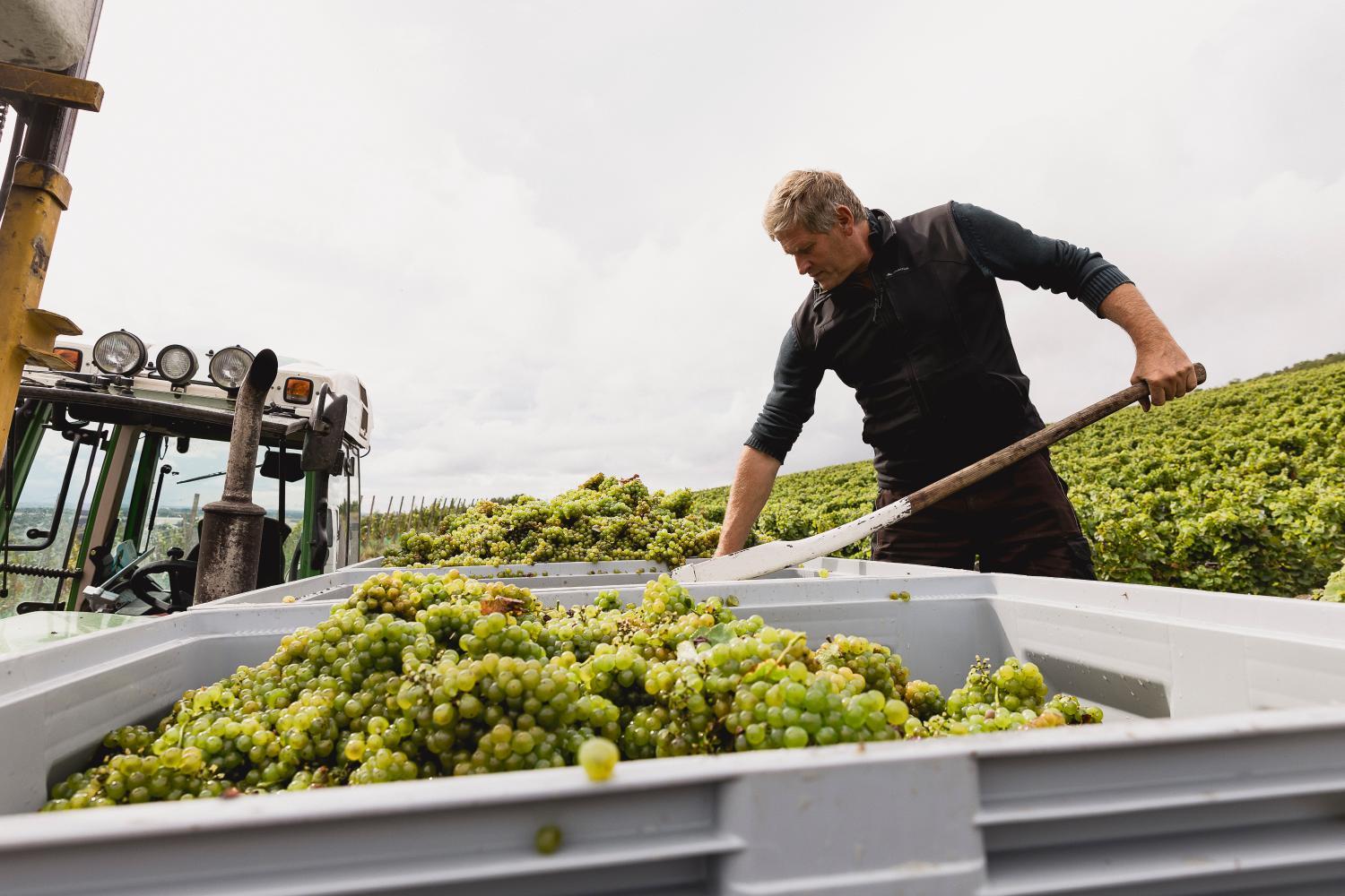 Winery Hotel - Romantik Hotel Zehntkeller4