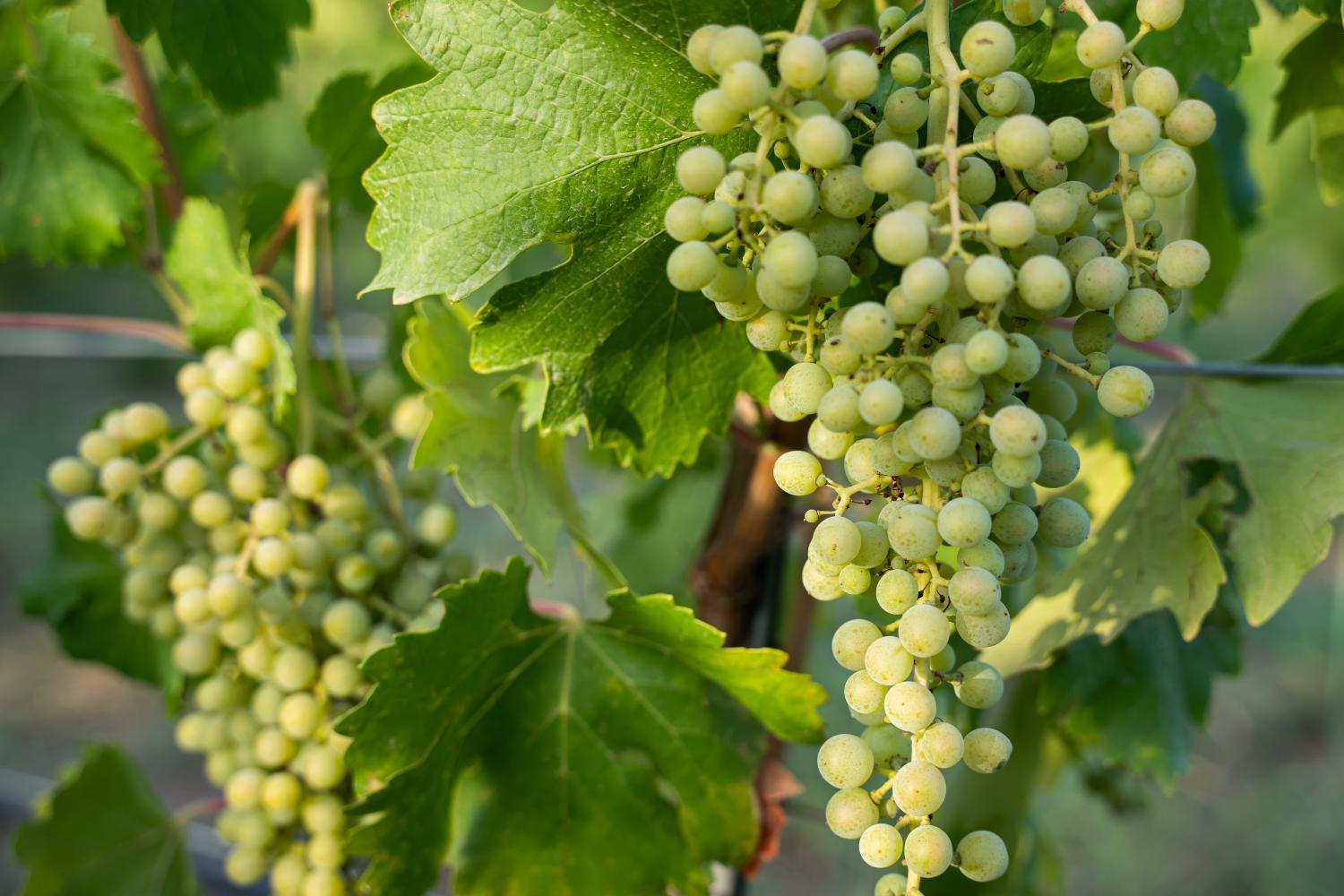 Winery Hotel - Rondaia, a Winery & Fincahotel-Agroturismo in Tramuntana4