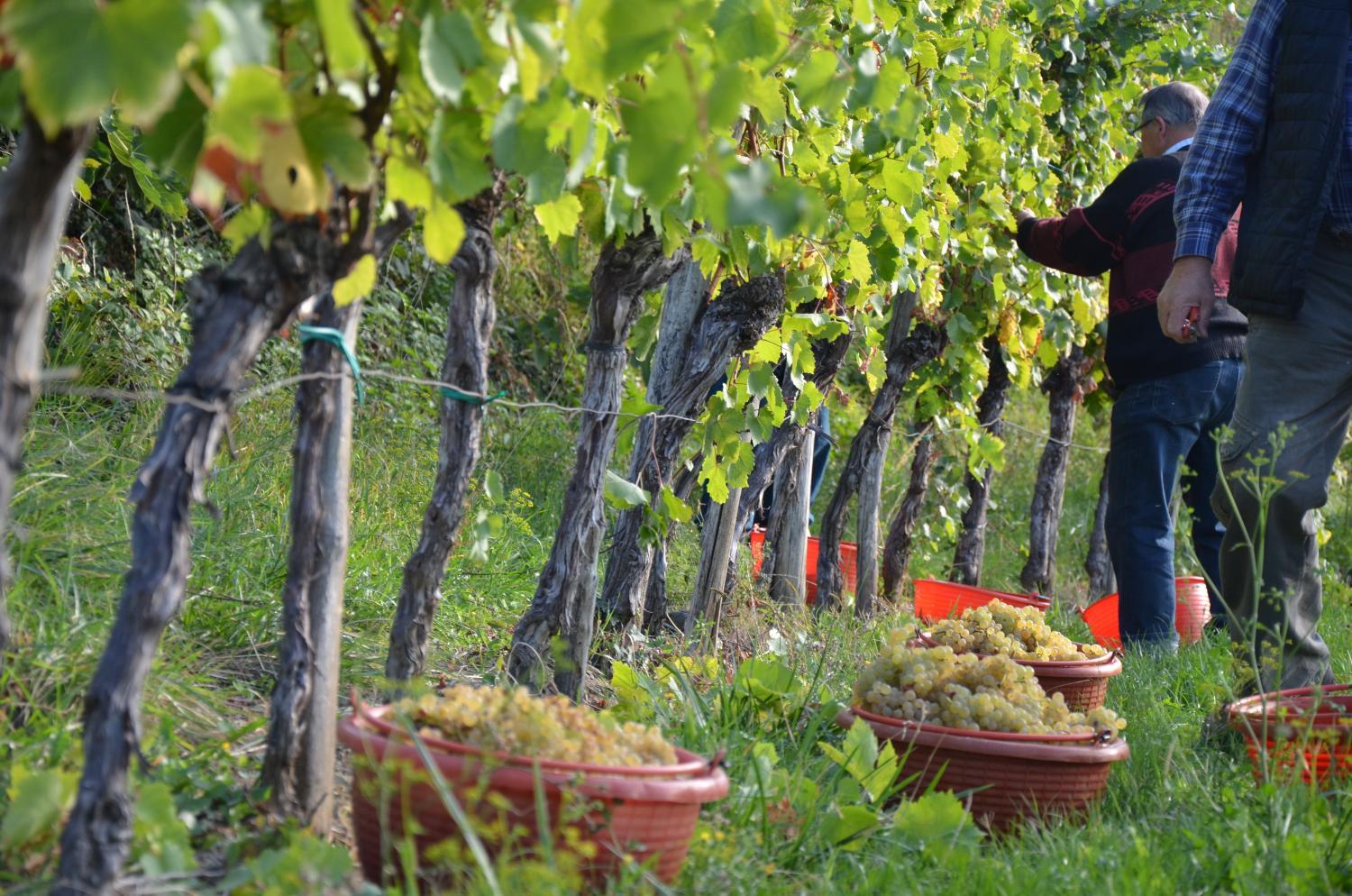Šibav Wine&Tourism B&B photo 3
