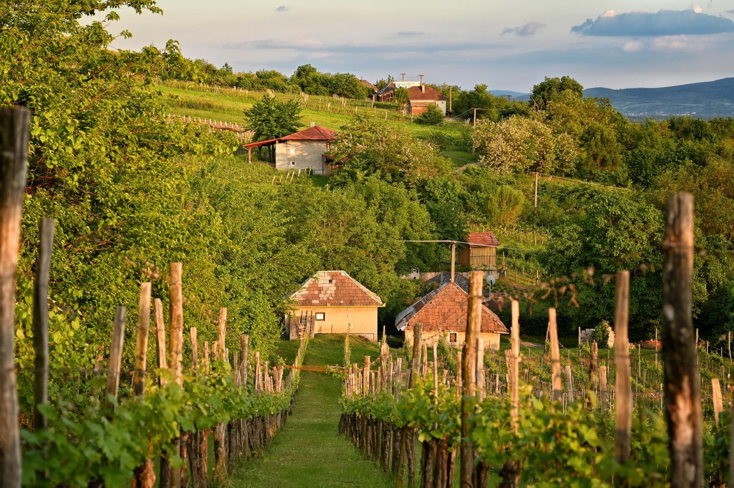Hotel with winery - Sip & Sleep - A Vineyard Microhome Experience