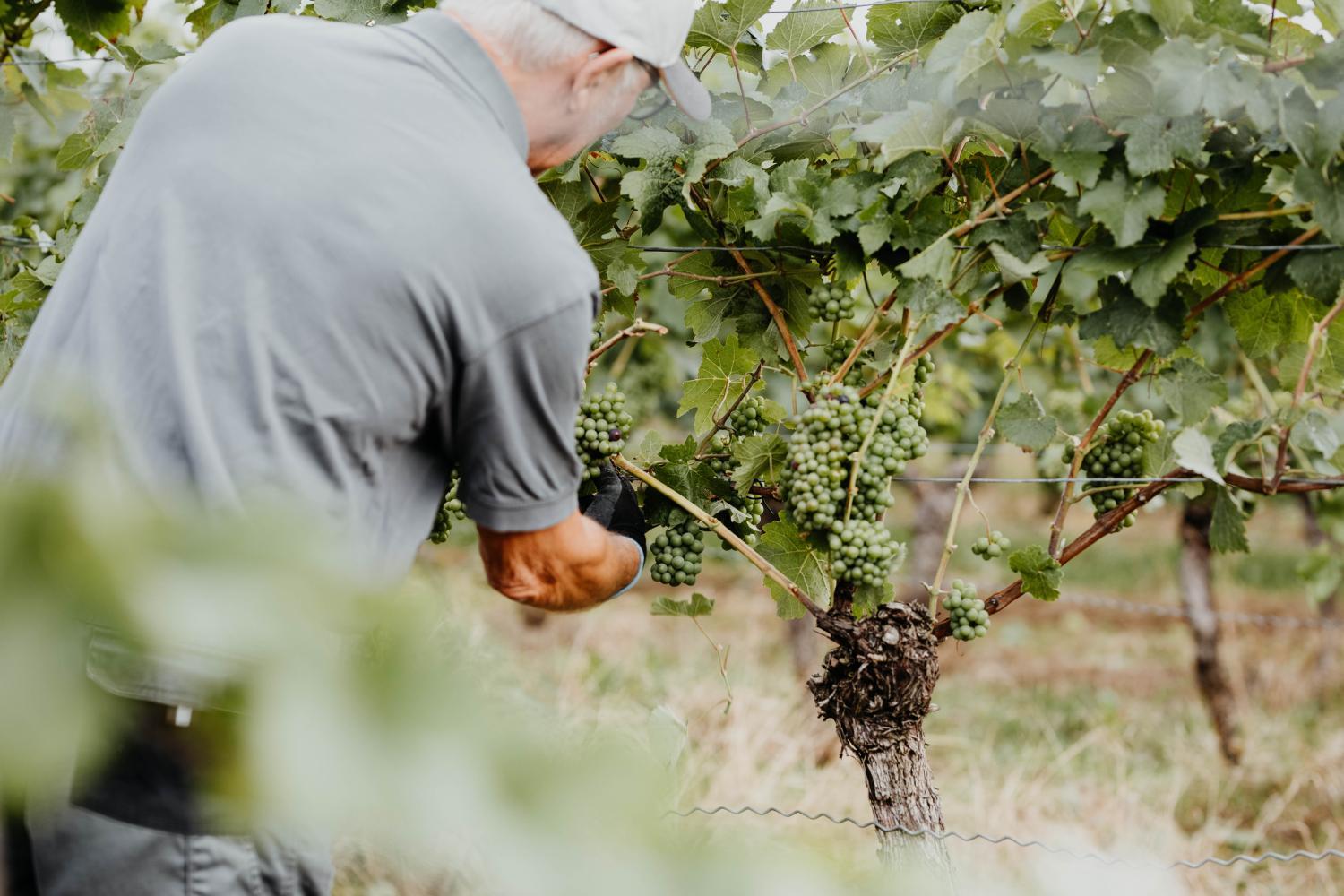 Winery Hotel - Sonnenhotel Weingut Römmert Spa und Wellness3