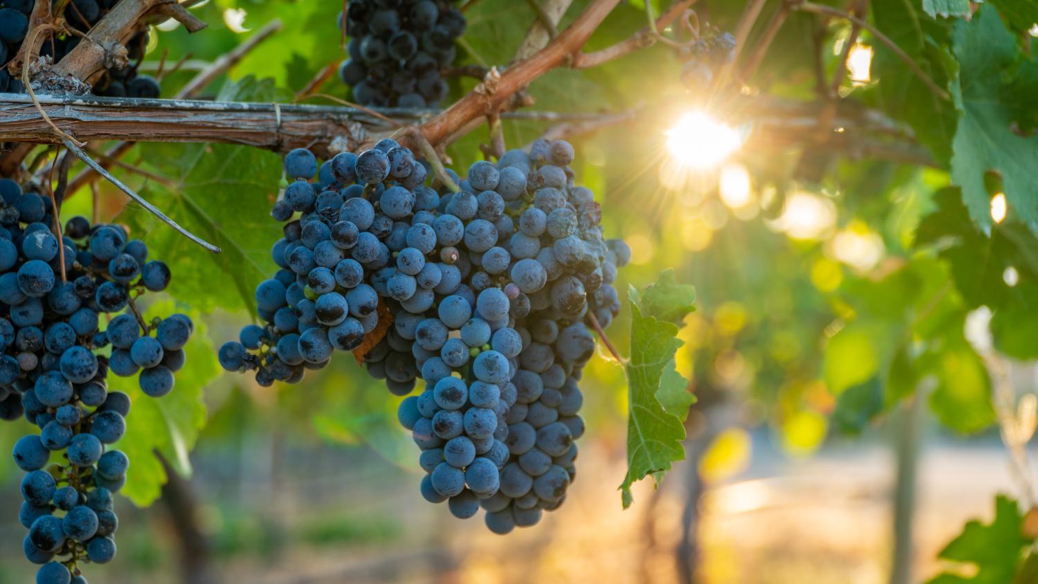 Winery Hotel - Sonora Desert Inn2