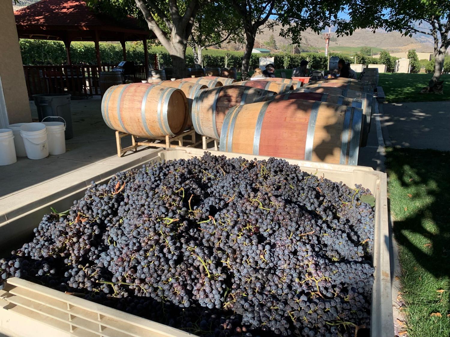 Winery Hotel - Sonora Desert Inn3