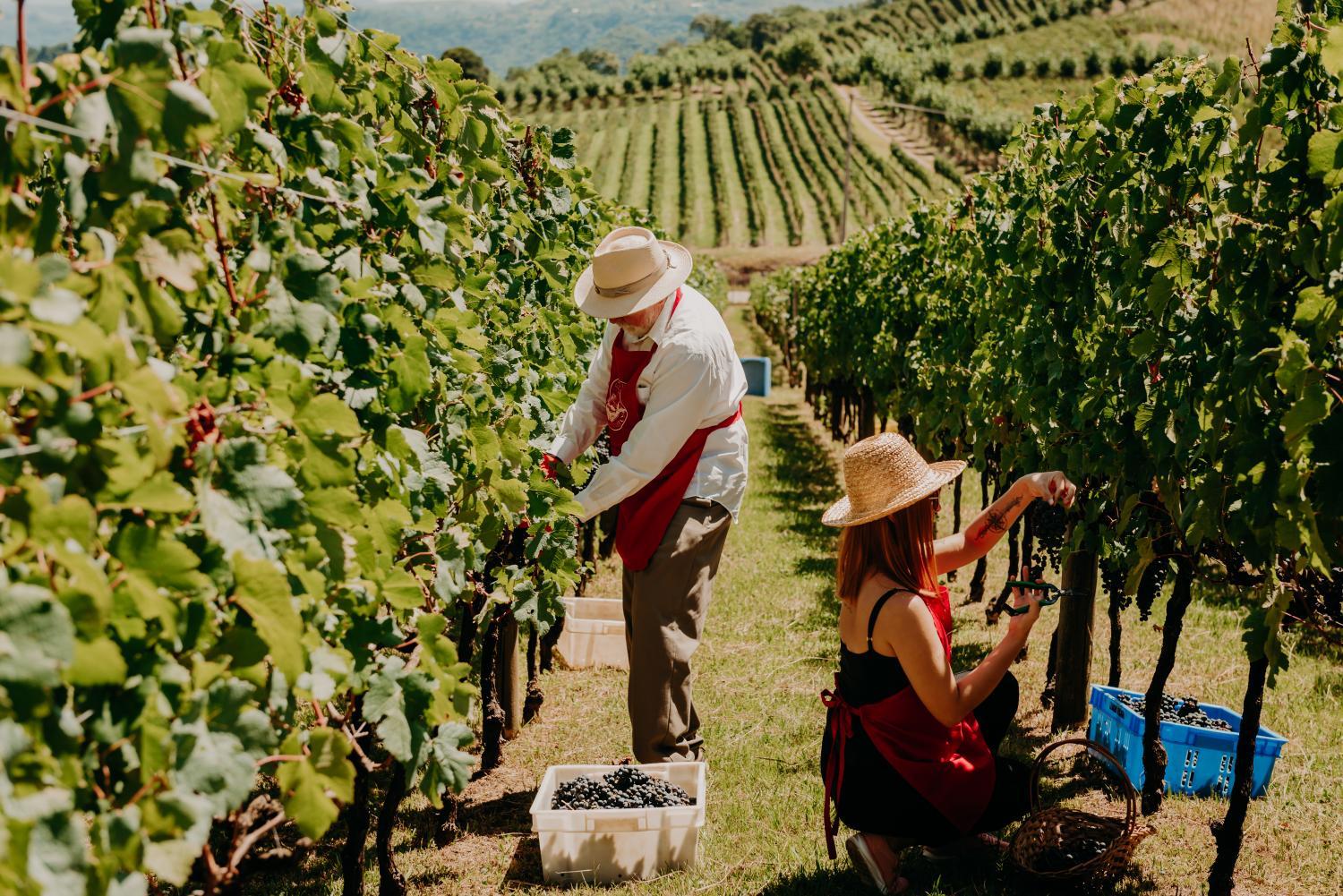 Winery Hotel - Spa do Vinho Condomínio Vitivinícola4