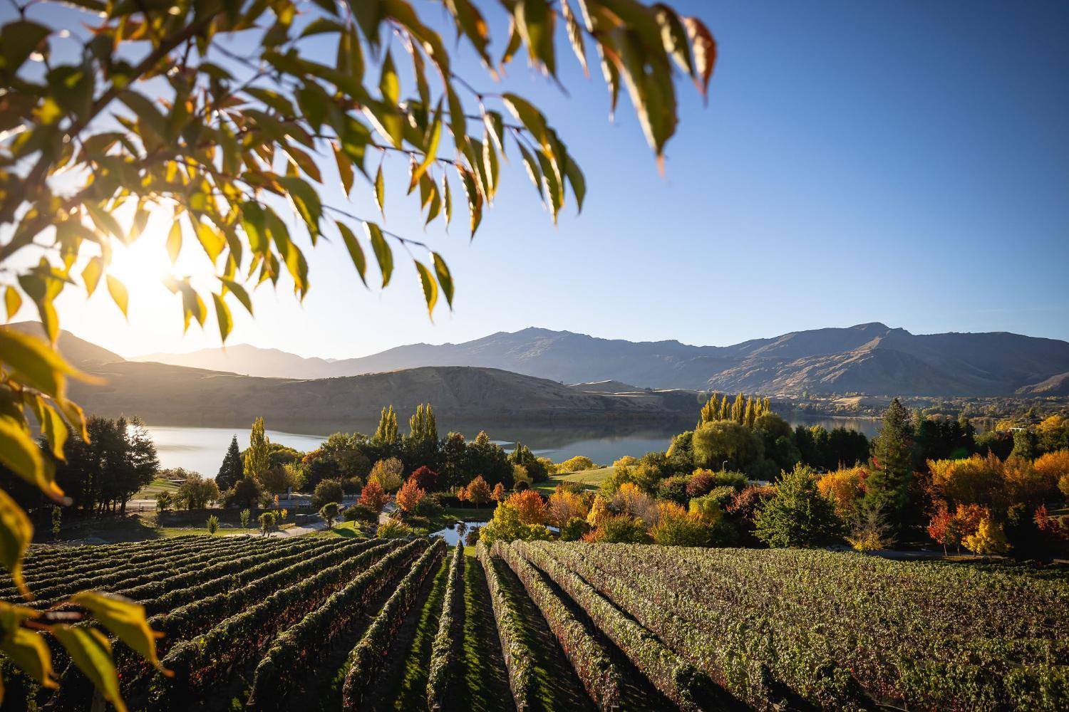 Hotel with winery - Stoneridge Estate