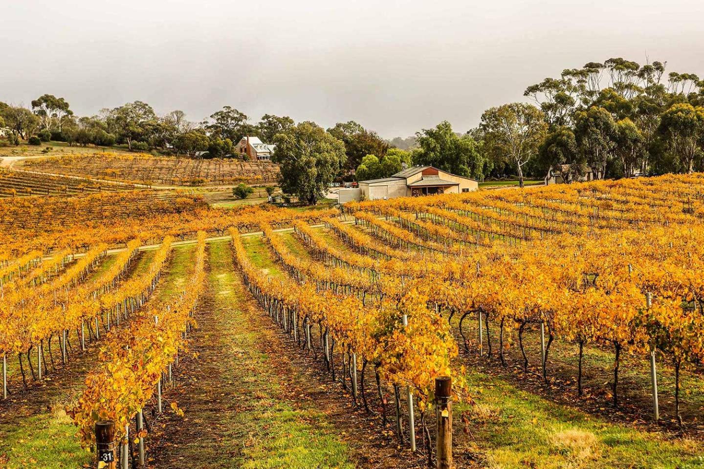 Winery Hotel - The Louise4