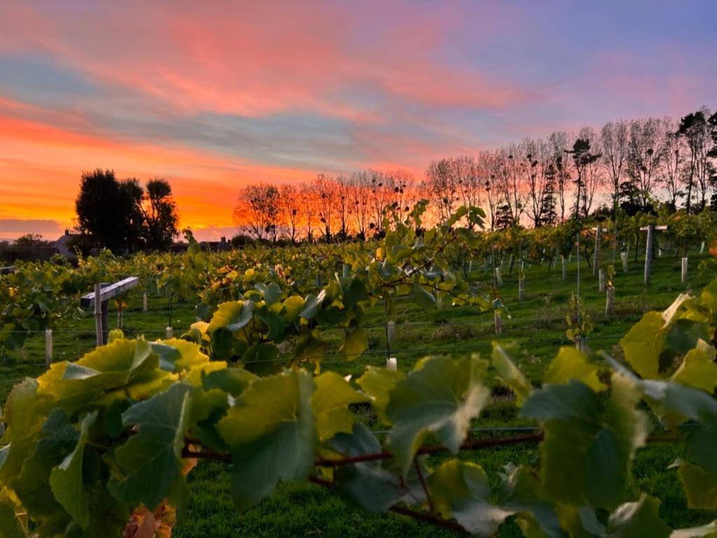 The Old Winery Cottage No2 photo 4