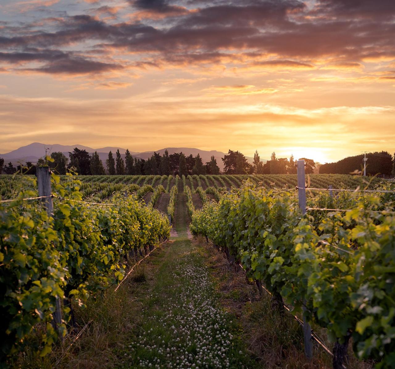 4 Best winery Hotels in Martinborough