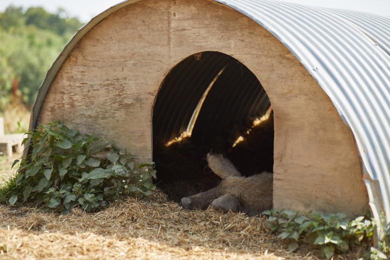 Winery Hotel - Tillingham Winery3