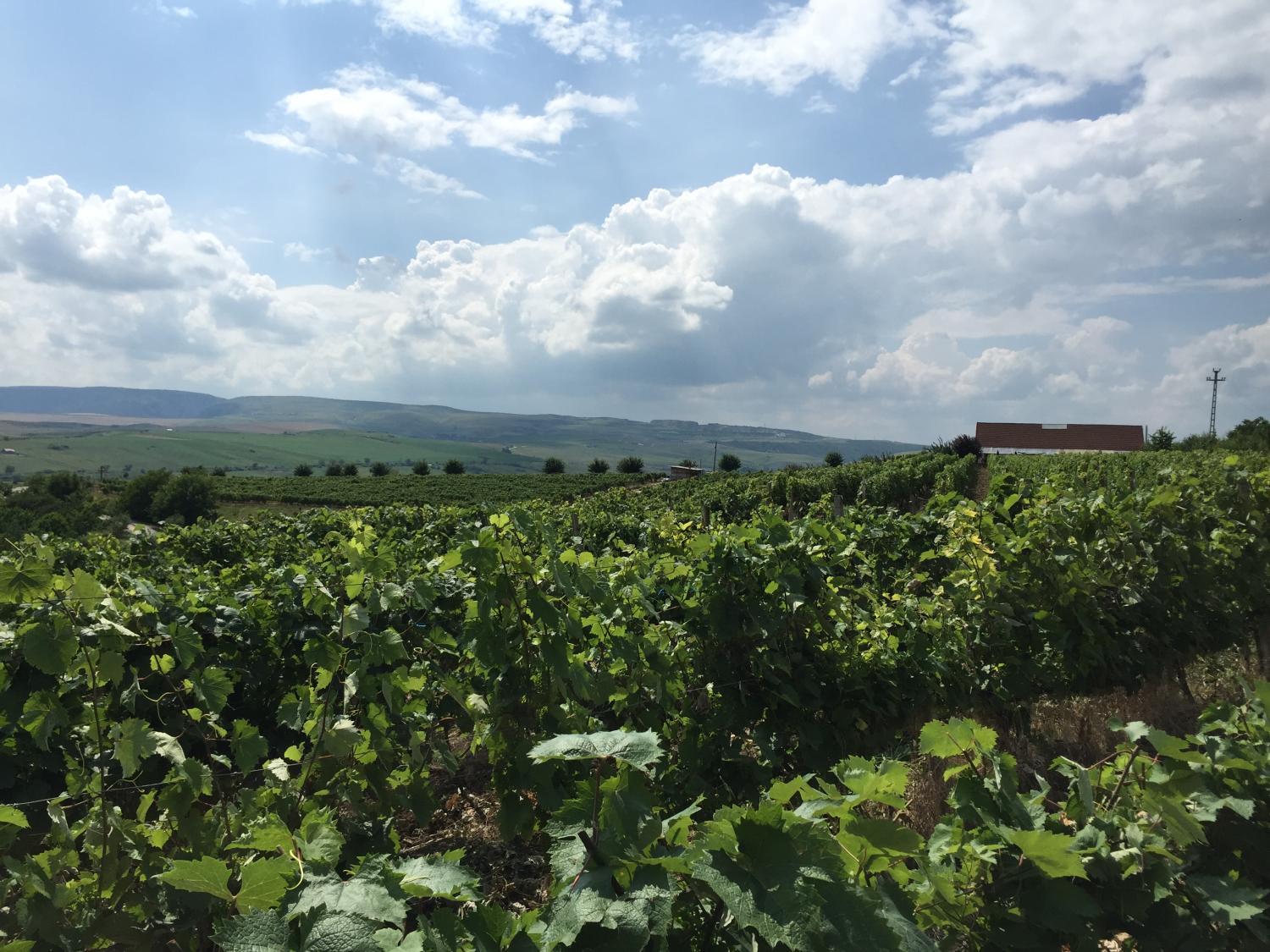 Transylvania WINE photo 4