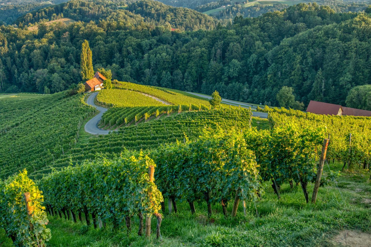 9 Best winery Hotels in Podravje