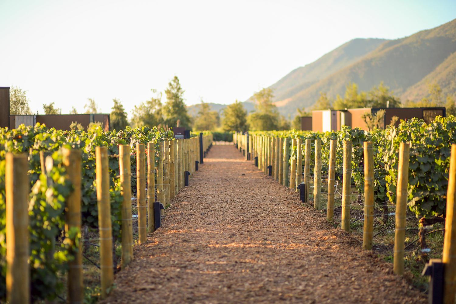 Winery Hotel - Vibo Wine Lodge At Viu Manent4