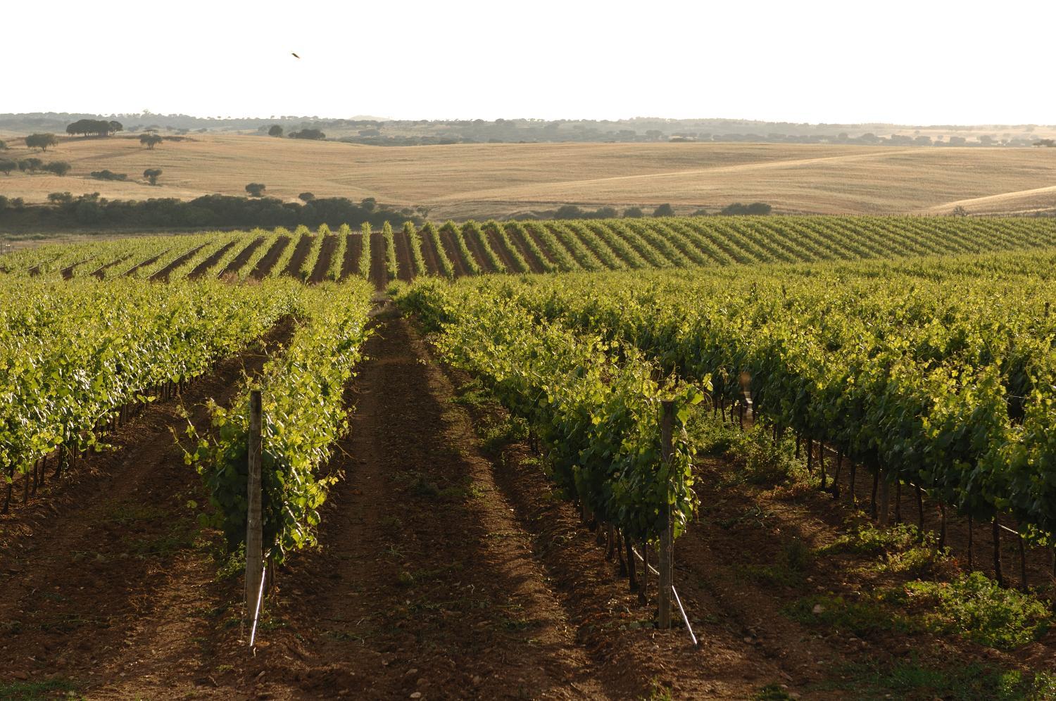 Hotel with winery - Vila Gale Alentejo Vineyard - Clube de Campo