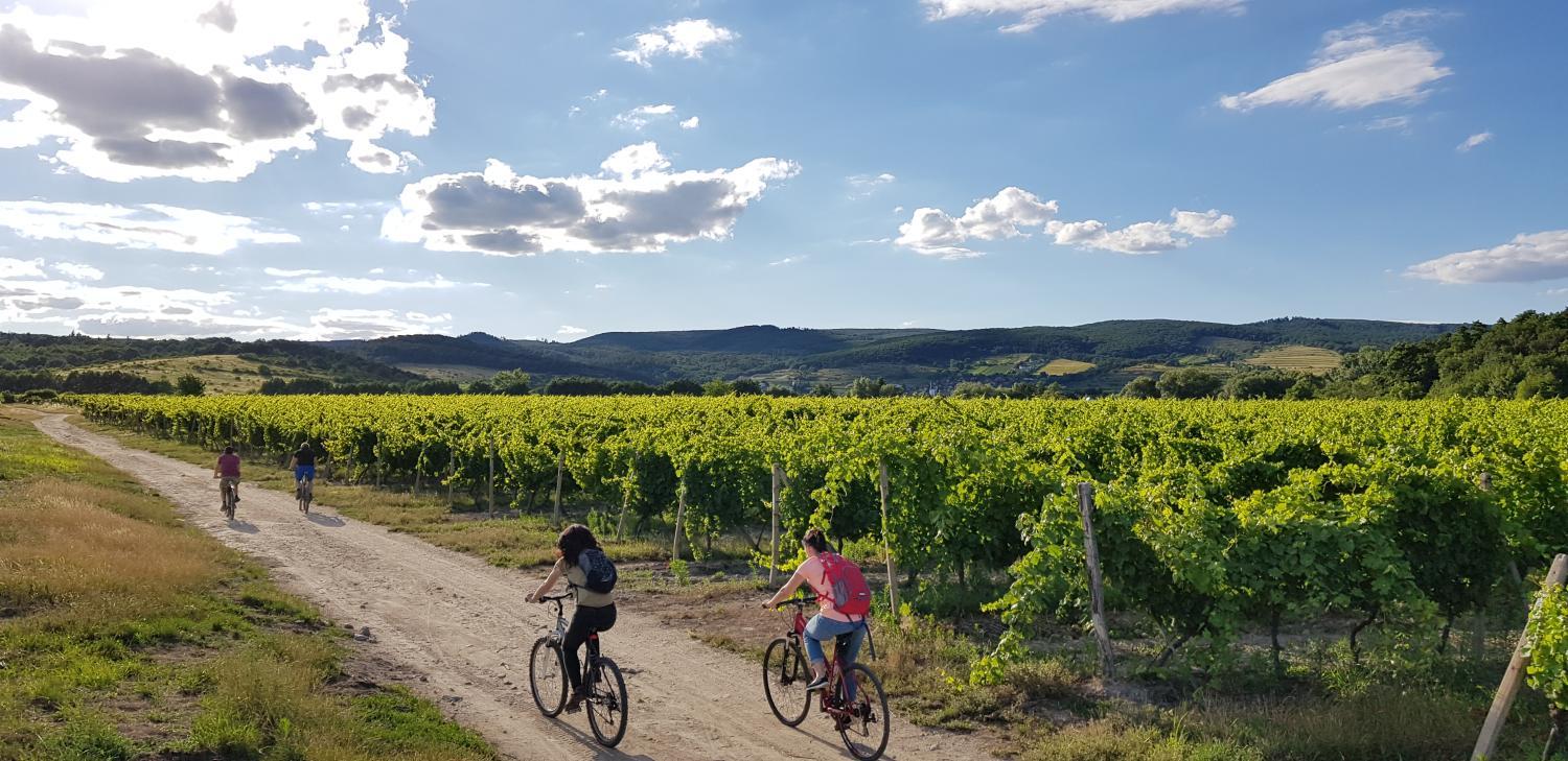 Hotel with winery - Villa Vinica