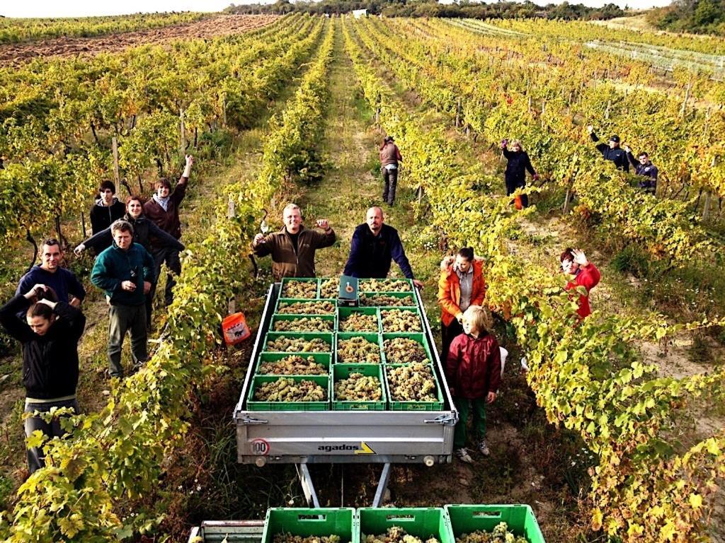 Winery Hotel - Villa Vinica4