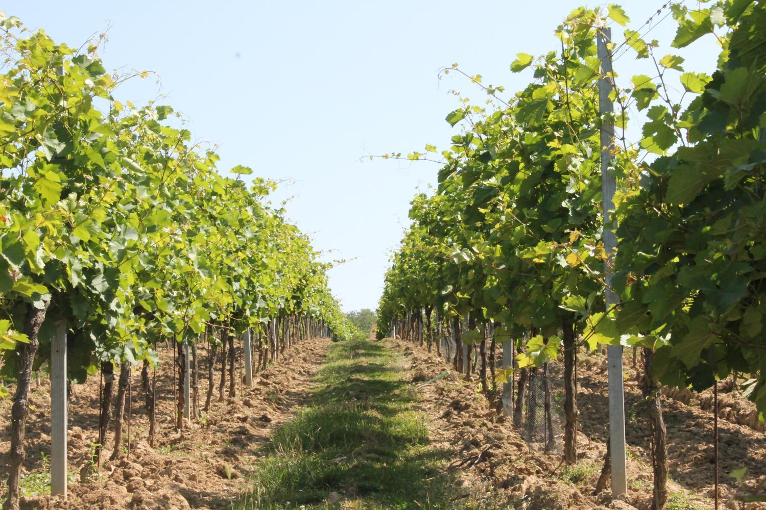 Winery Hotel - Vinařství U sv. Kříže4