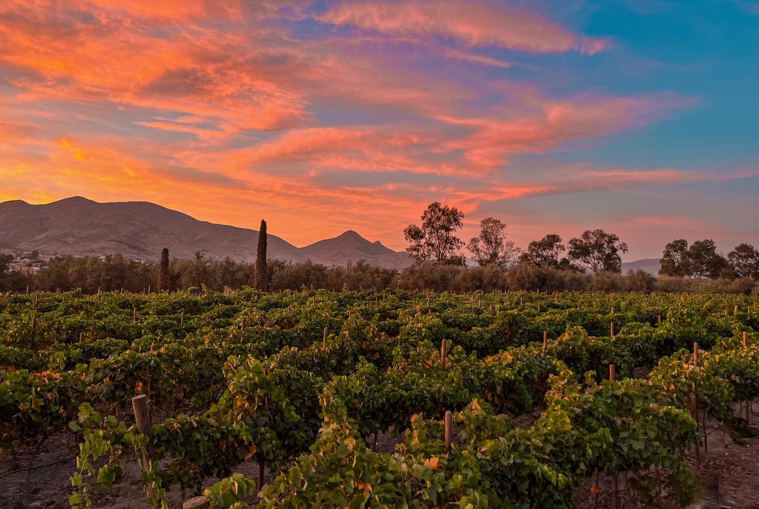 Winery Hotel - Viñedo Casa la Noria4