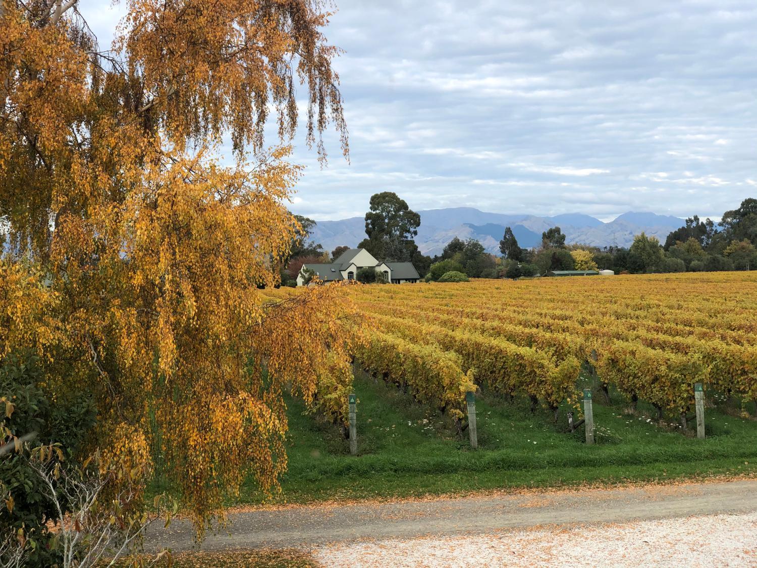 Vineyard Cottage in Blenheim on the Golden Mile photo 1