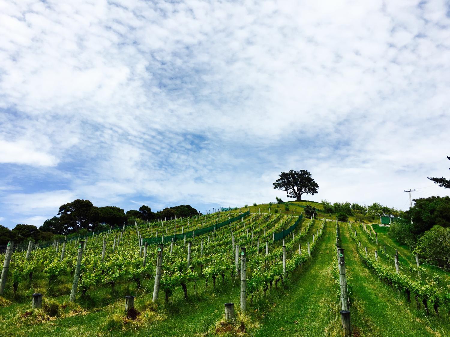 Waiheke Island Vineyard Holiday Houses photo 4