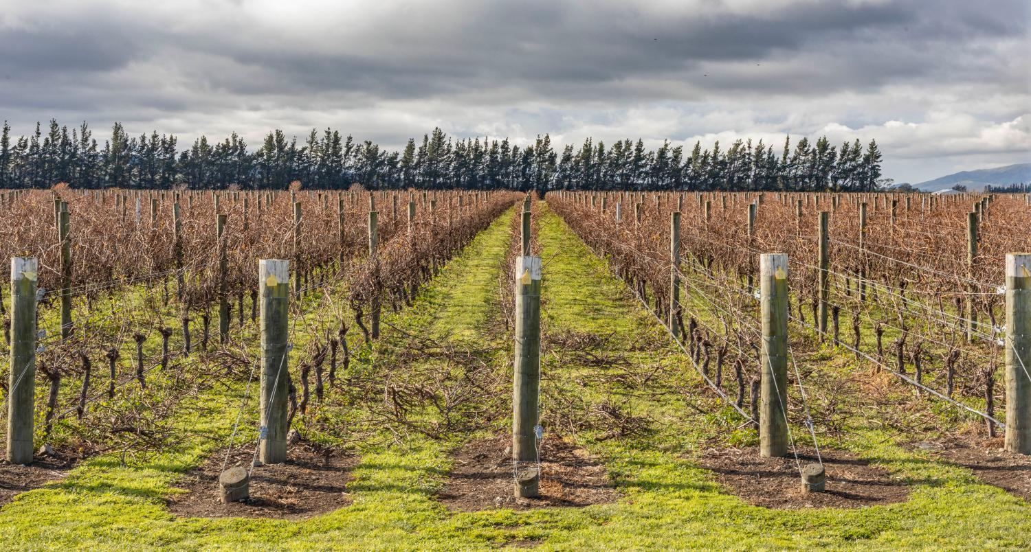Waipara Vines Wine POD Accommodation photo 2