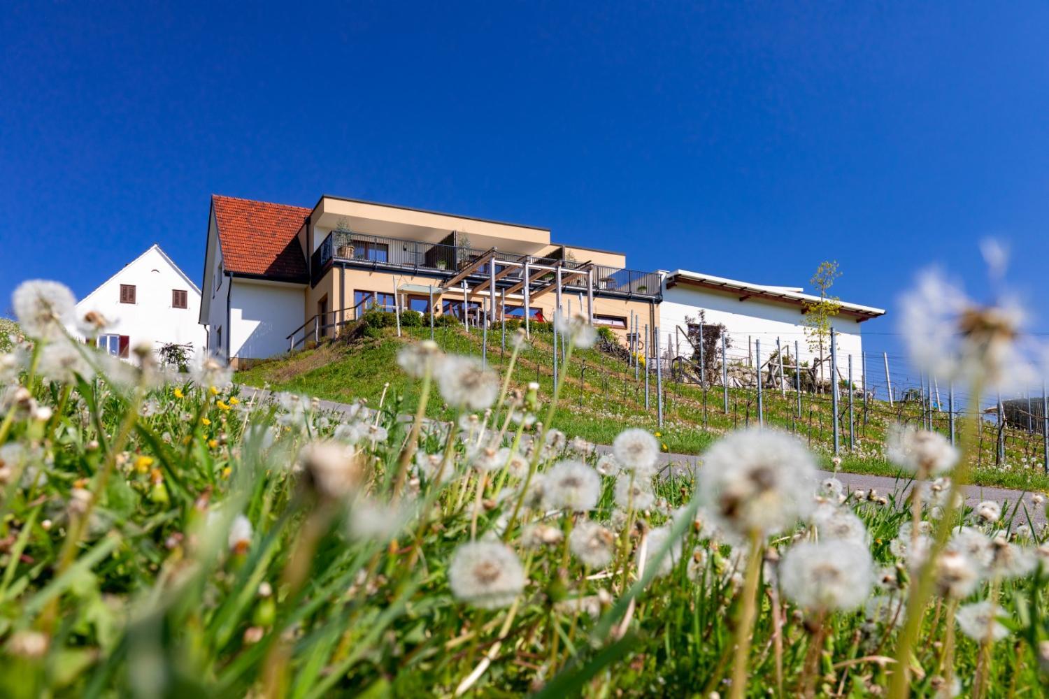 Hotel with winery - Weingut und Gästezimmer Perner