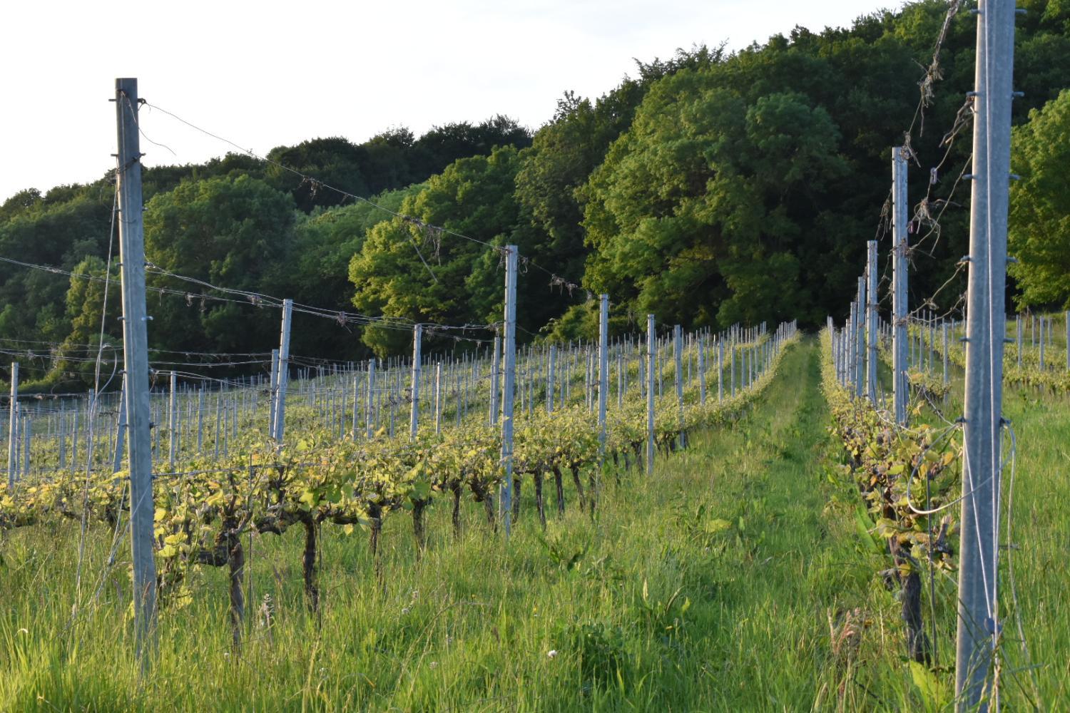 Wijndomein Zwaeneberg photo 2