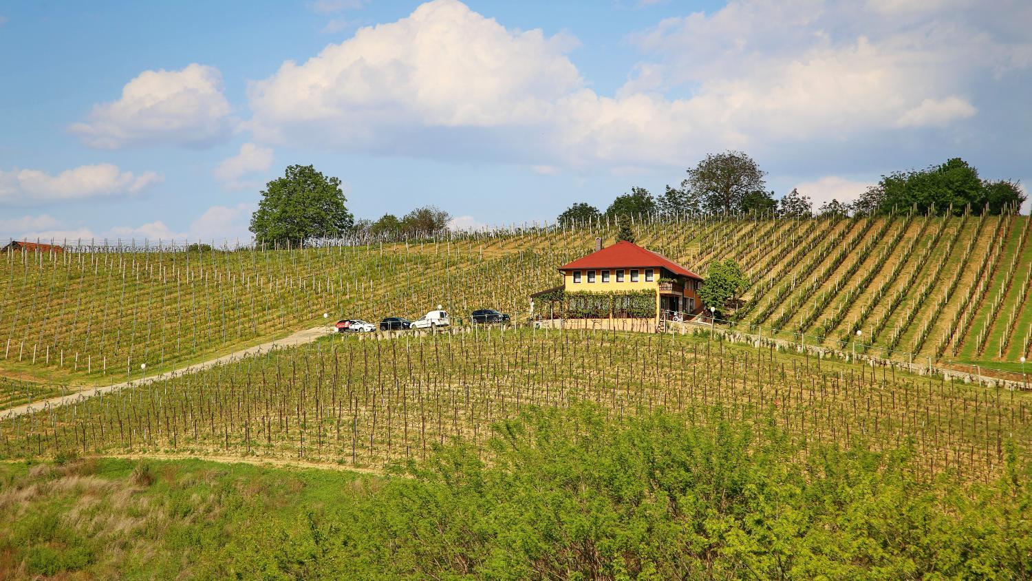 Wine Paradise photo 4