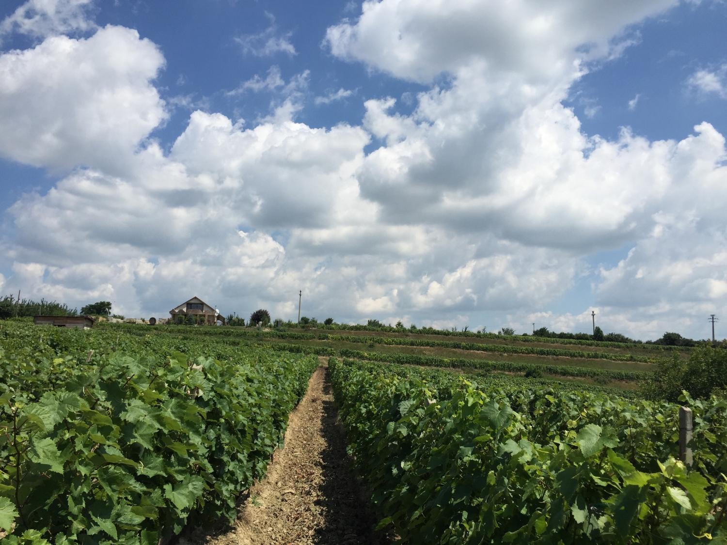 Wineyards Salin photo 2