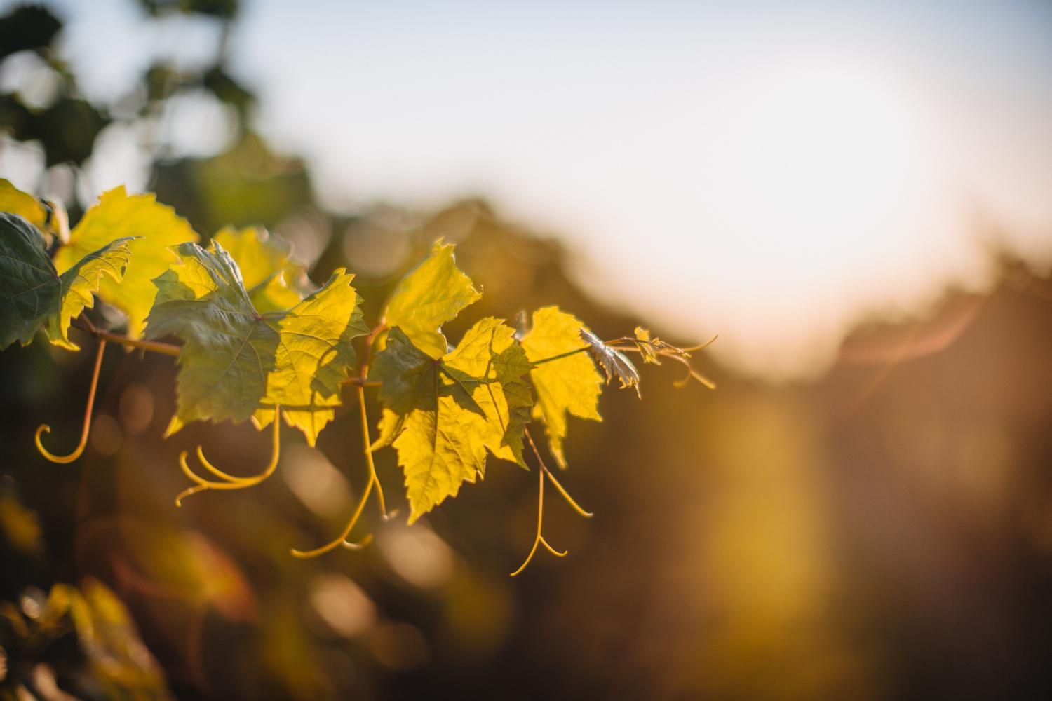 Winery Hotel - Winnica Mozów2