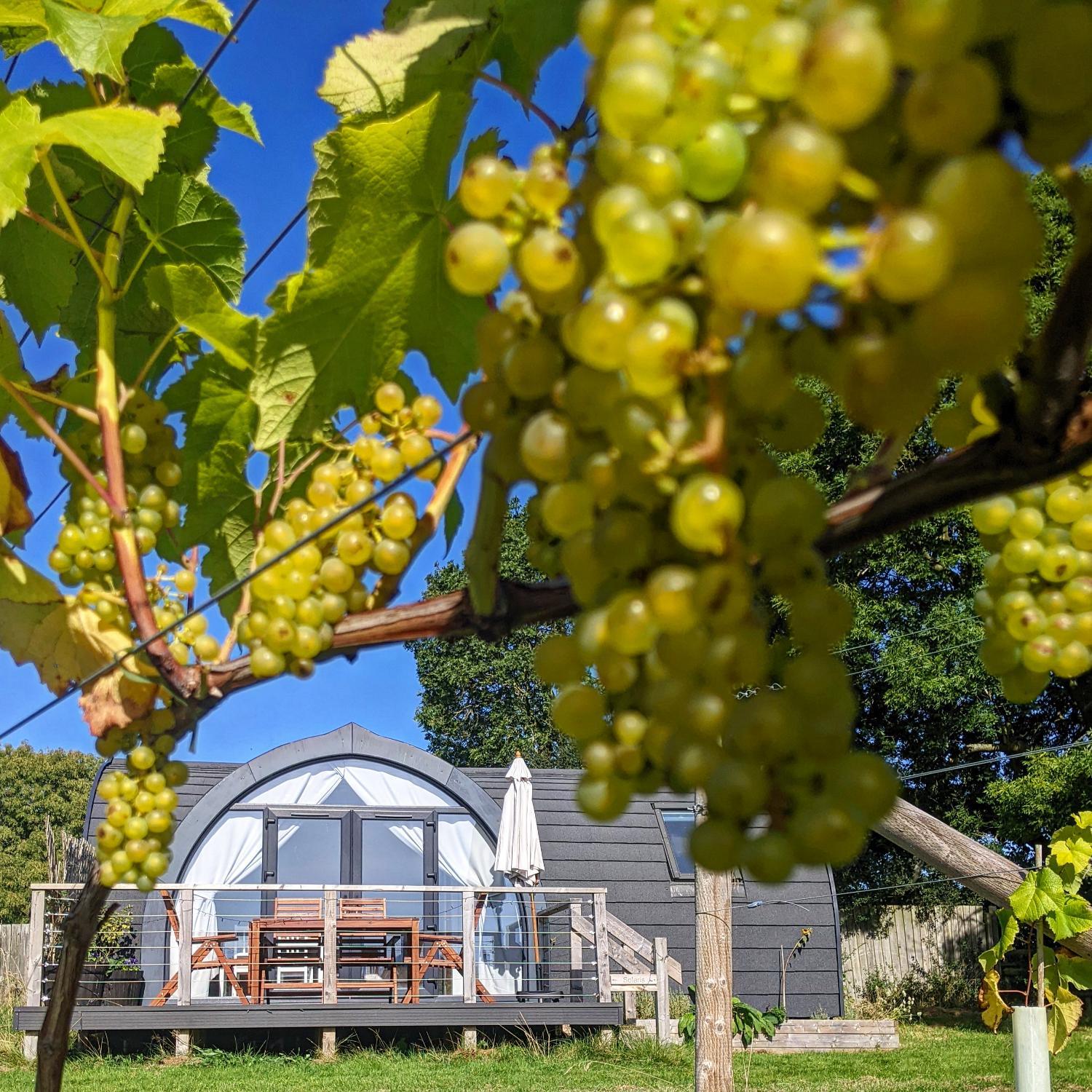 Winery Hotel - Wolds Wine Estate2