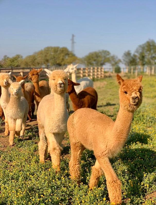 Winery Hotel - Agriturismo Piani Della Marina