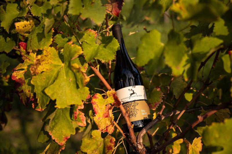 Agriturismo Ronchi Di Sant'Egidio photo 3