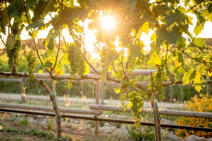 Winery Hotel - Agriturismo Vigna Corallo