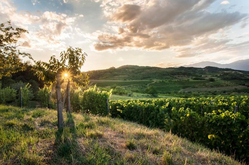 Apartment Vidus Wine Estate photo 3