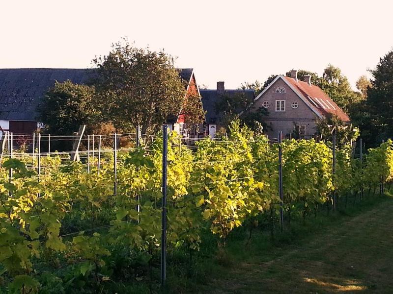 Hotel for Adults only - Aplagårdens vingård