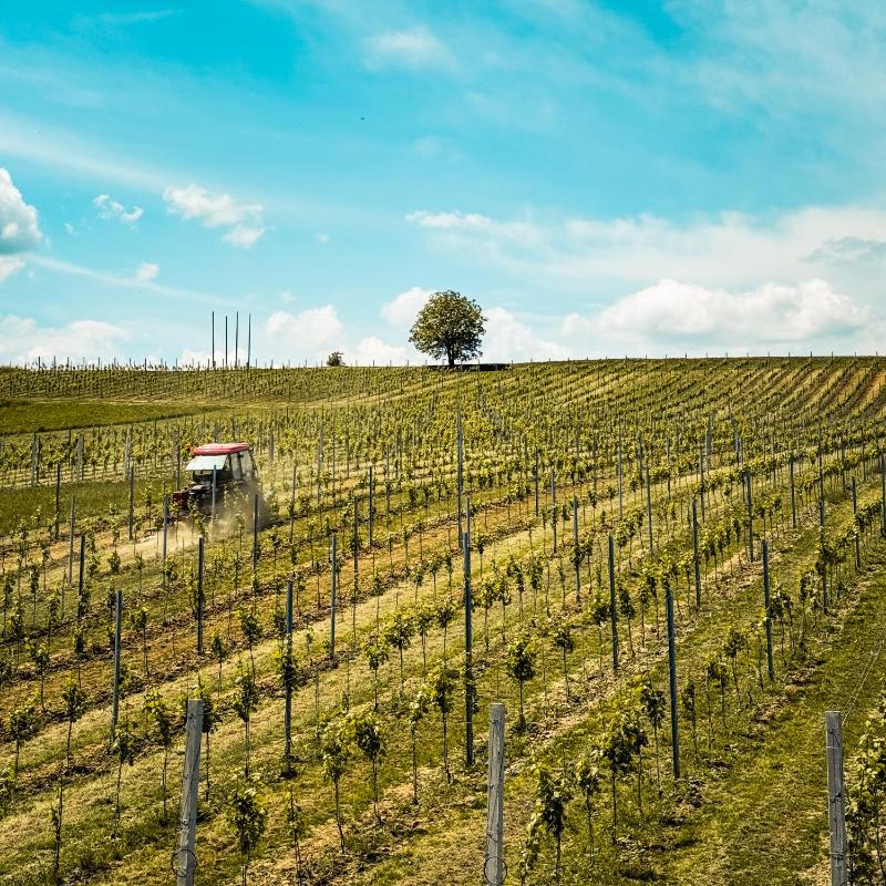 Bed&Breakfast Vinarija Coner photo 4