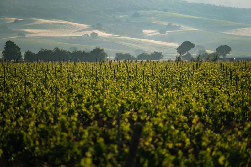 Winery Hotel - Castilla Termal Monasterio de Valbuena