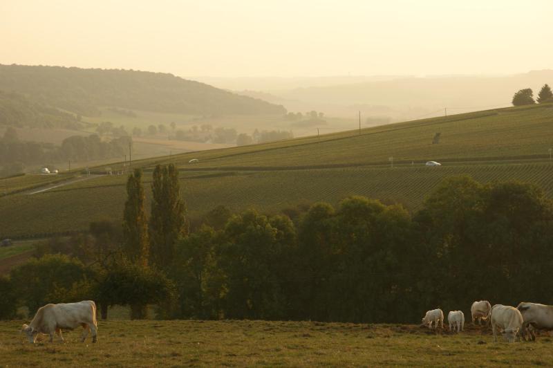 Chambres D'hotes & Champagne Douard photo 3