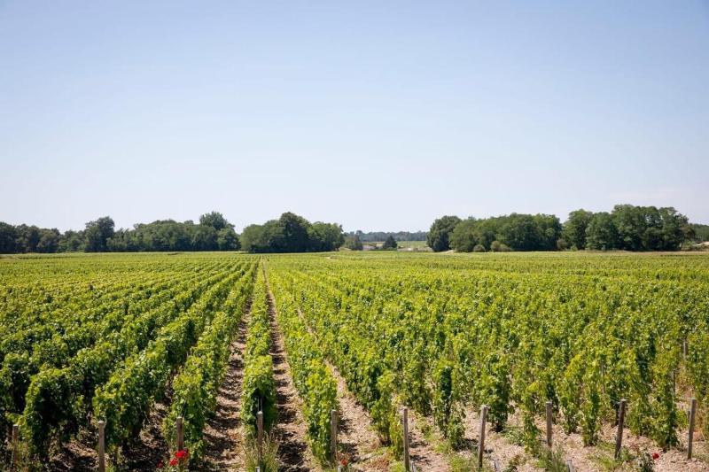 Winery Hotel - Château Malescasse