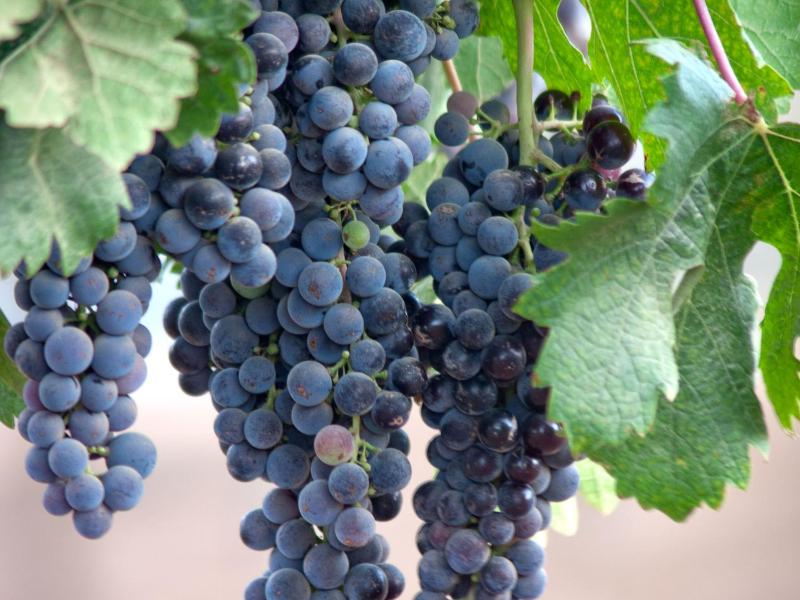 Winery Hotel - Encuentro Guadalupe